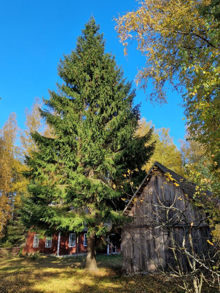 Tartu saab selle aasta jõulupuu kingituseks Setomaal asuvalt Rõsna külalt.