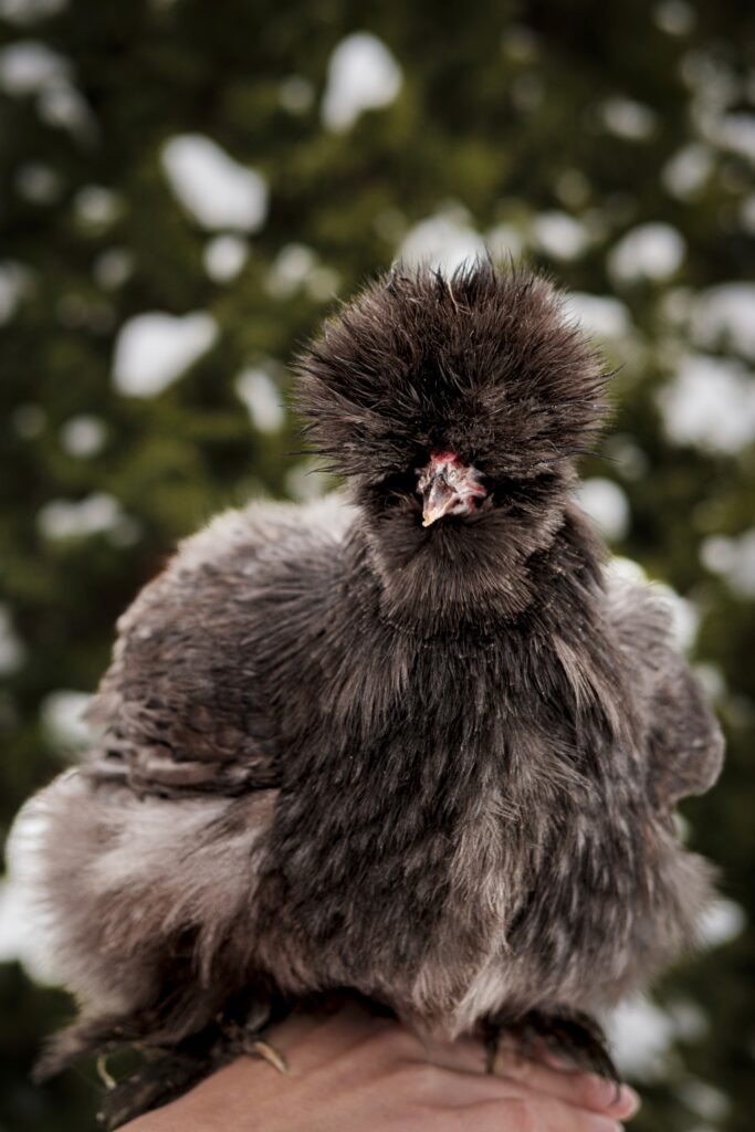 Jõululinna kanad ja kukk - Piuksu. Foto: Uku Peterson